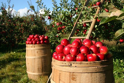 orchard-1872997__340