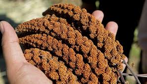 Millet Himalayan