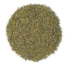 Millet Bajra