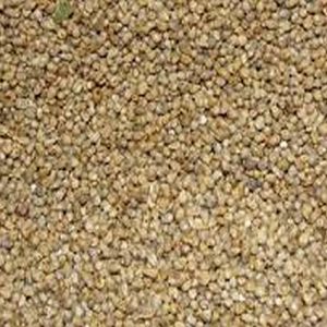 Pearl Millet