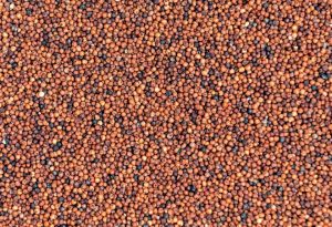 RAGI