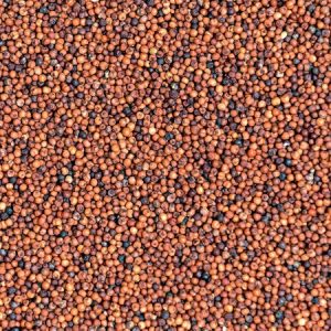 RAGI